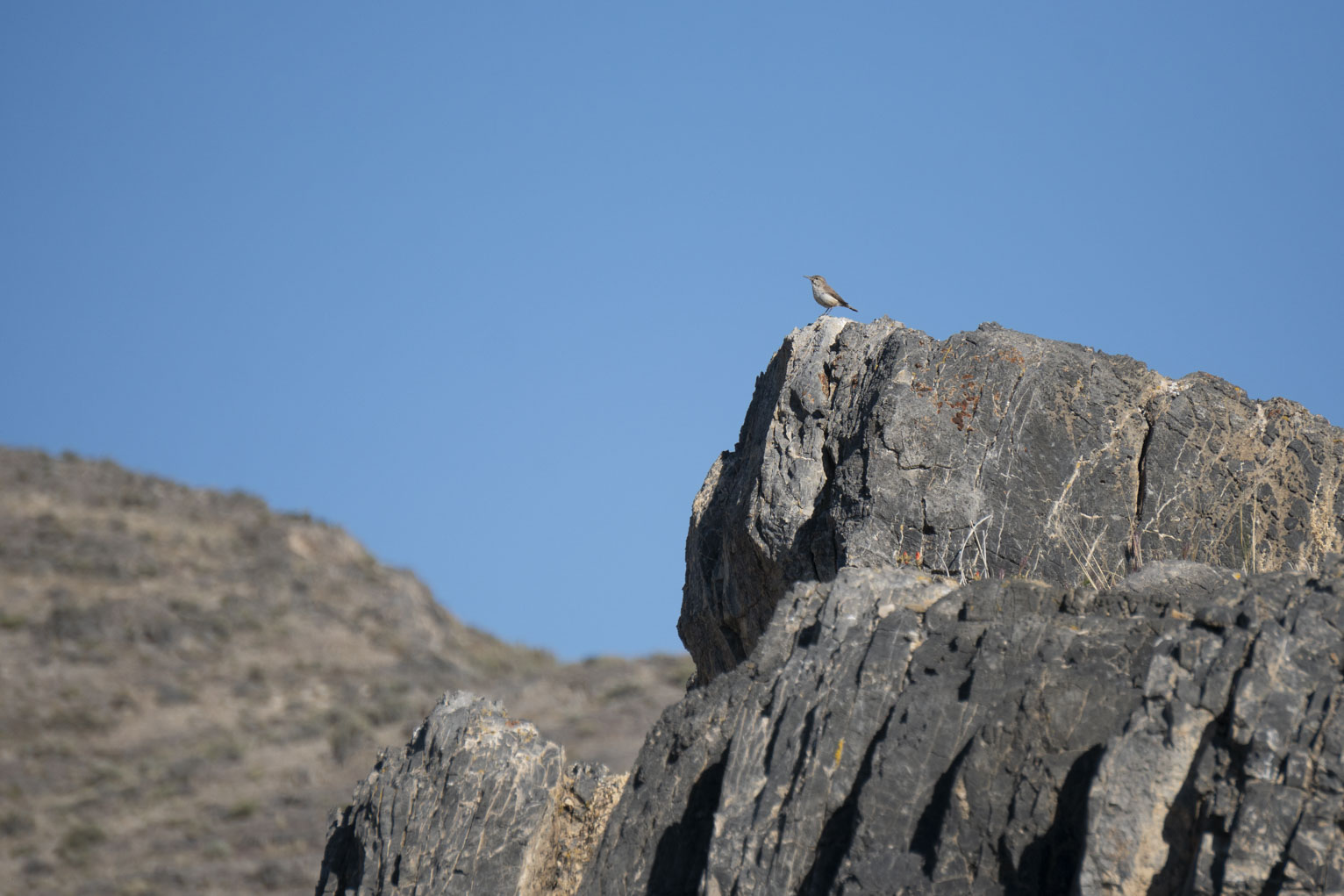 A canyon wren sits on a rock against the clear sky